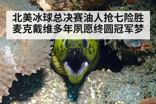 北美冰球总决赛油人抢七险胜 麦克戴维多年夙愿终圆冠军梦